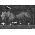 Фотообои/фрески 33960 Valley of storks dark