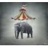 Фотообои/фрески Ortograf 10874 Цирковой слон