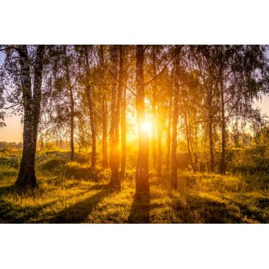 Фотообои Природа 130 CityDecor
