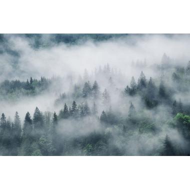 Фотообои Лес в тумане 1 CityDecor
