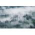 Фотообои Лес в тумане 1 CityDecor
