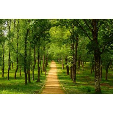 Фотообои Природа 2 CityDecor