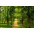 Фотообои Природа 2 CityDecor