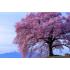 Фотообои Природа 22 CityDecor
