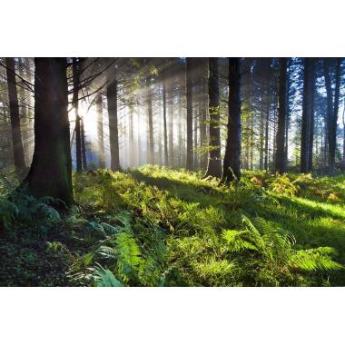 Фотообои Природа 36 CityDecor