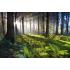 Фотообои Природа 36 CityDecor