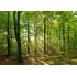 Фотообои Природа 42 CityDecor