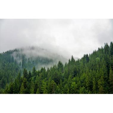 Фотообои Природа 6 CityDecor