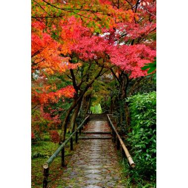 Фотообои Природа 88 CityDecor