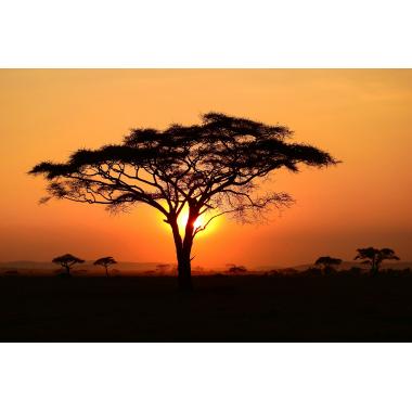 Фотообои Природа 94 CityDecor
