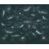 Фотообои MARINE LIFE от Factura