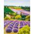 Обои Marburg Gloockler Pompoos Provence 35642